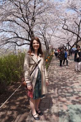 Kirschblüten in Seoul